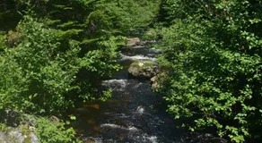 Le Ross - Image 2