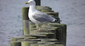 FEWO Buhnenkieker - Image 3