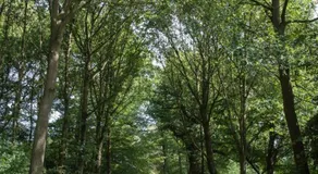 Oelgemoellers Hus - Image 4