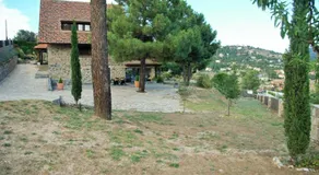 Saint Bernard - Image 3