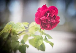 Bed of Roses Accommodation - Image 4