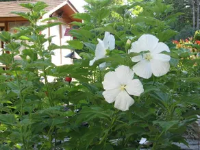 Avian Woods Bed and Breakfast - Image 4