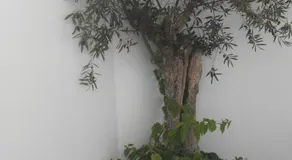 Casa Malaquias - Image 2