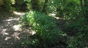 Ivy Cottage - Image 4