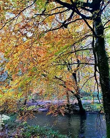 Dartmoor Riverside Lodge - Image 3