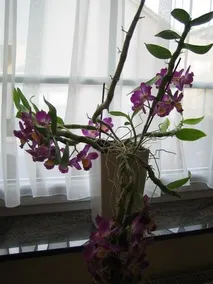Traube - Image 4