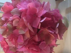 Rose 170 - Image 2