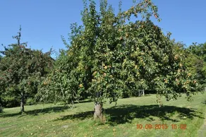 LA FERME DU GRAND HERBAGE - Image 5