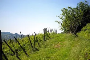 Agriturismo Oinoe - Image 2