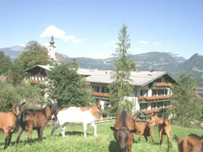 Haflingerhof - Image 3
