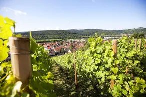 Lamm Hebsack - Image 2