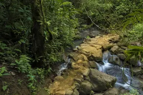 La Tigra Rainforest Lodge - Image 5