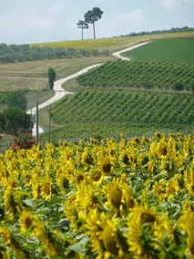 Genius Loci Country Inn - Image 5