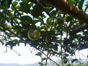 Baan Suan Jantra Home Stay - Image 3