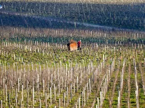 Chateau Marojallia - Image 3