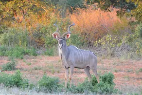 Chobe Sunset Chalets - Image 5