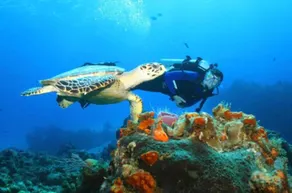 Baru Puerto Aventuras - Image 3