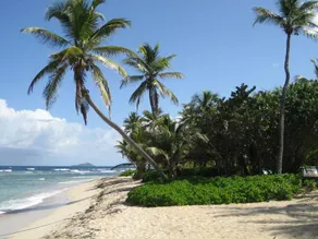 Palms at Pelican Cove - Image 3