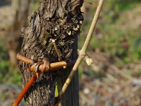Weingut Weich - Image 4