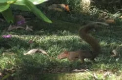 HI Holandes - Image 3