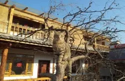Shaxi Cato's Inn - Image 5