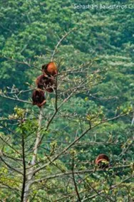 Reserva Natural FAUNAL - Minca - Image 2