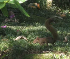 HI Holandes - Image 3