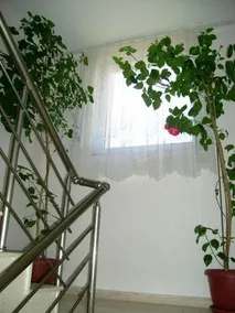 Guest House Jumbo - Image 4