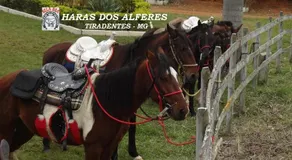 Haras do Alferes - Image 3