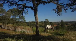Haras do Alferes - Image 4