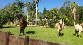 Noosa hinterland Hidden valley retreat - Image 2