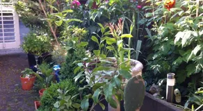 Rosie's B&B Homestay - Image 5