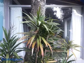 casinha da piscina - Image 3
