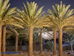 منتجع المستظلة - Image 4