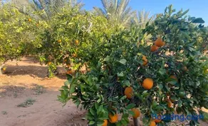 استراحة البستان - Image 2
