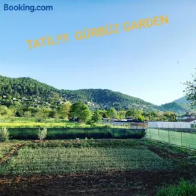 Gurbuz garden - Image 2