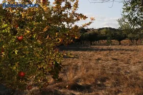 Horta do Padre - Image 5