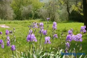 Agriturismo Torre del Castellano - Image 2