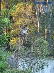 The Tree House and train - Image 3