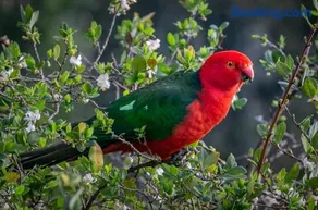 Country Paradise in the Gully - Image 3